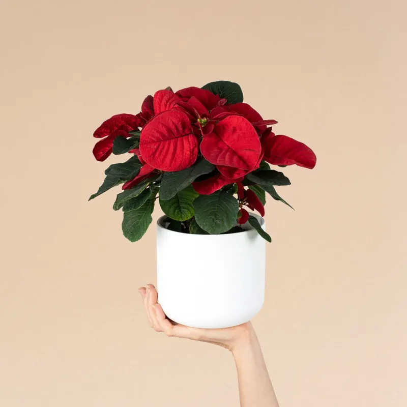 Exclusivo Flor de pascua 'Christmas Mouse'