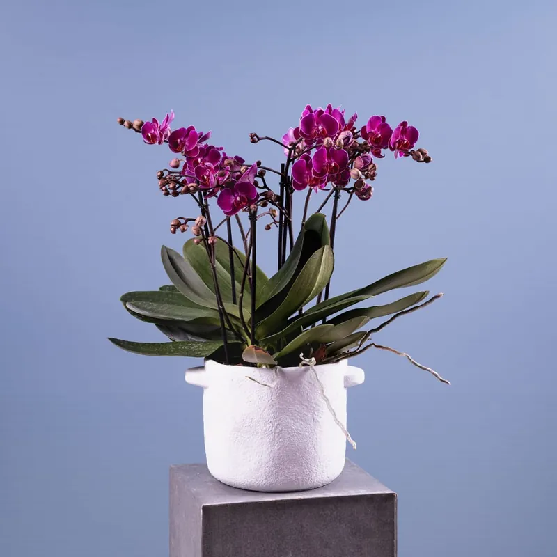 Oferta Flash Orquídea Premium Phalaenopsis 'Bellissimo Amore'