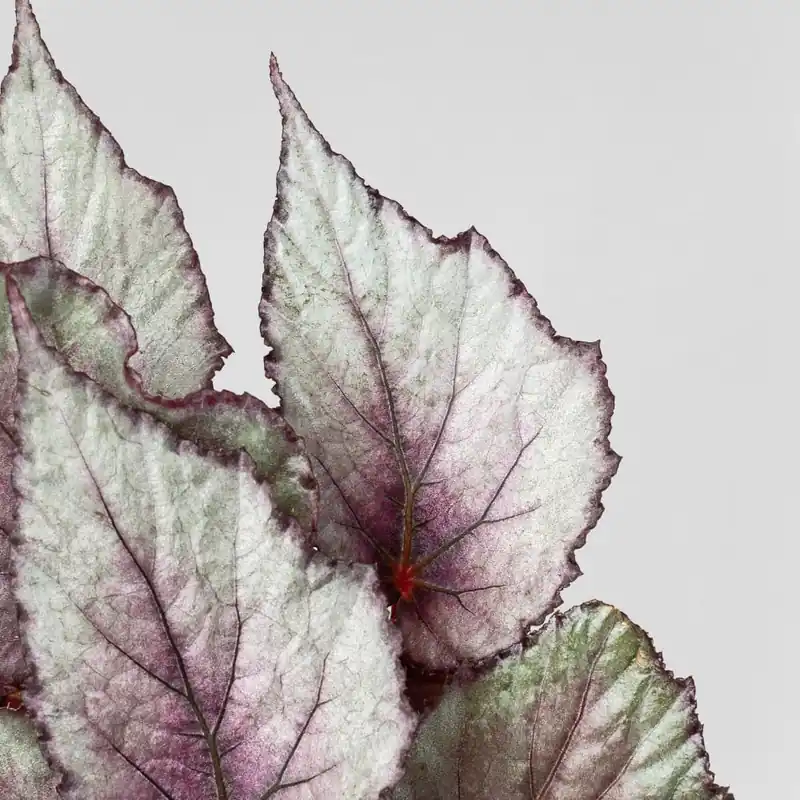 Profesional Begonia Maori Haze®