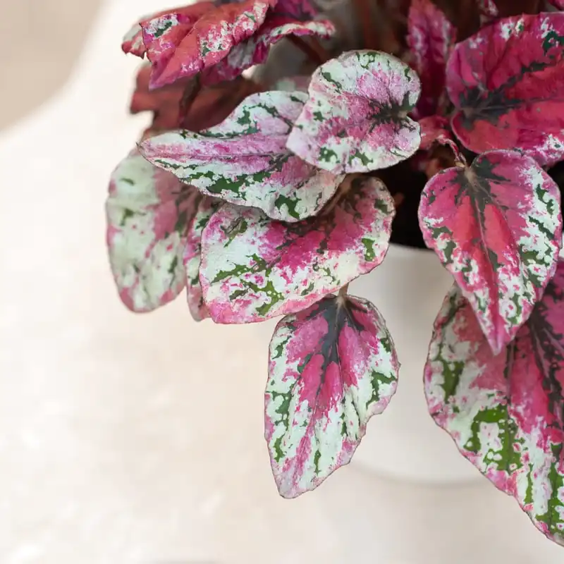 Begonia rex 'Maui Sunset' Envío Exprés