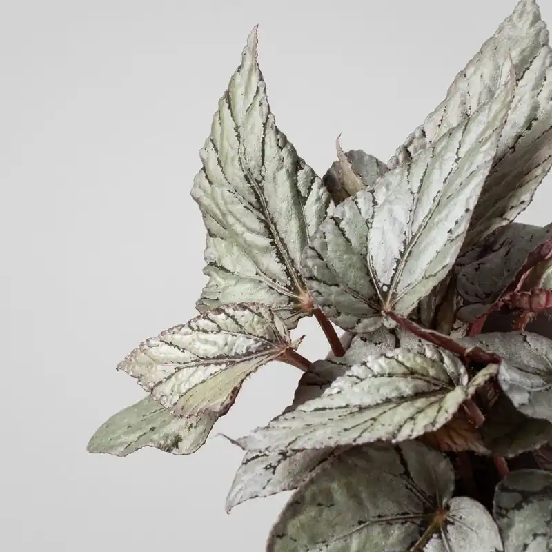 Begonia Artic Breeze® Imprescindible (Must-Have)