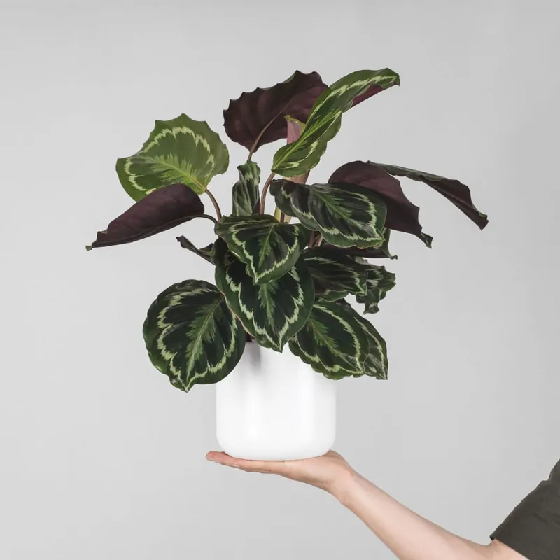 Calathea roseopicta 'Medallion' Oferta Especial