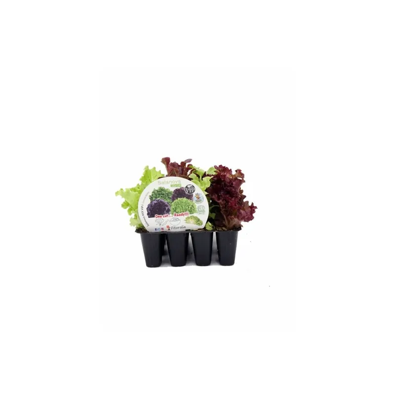 Compra Hoy Pack 12 uds. Lechuga Mix I Salanova