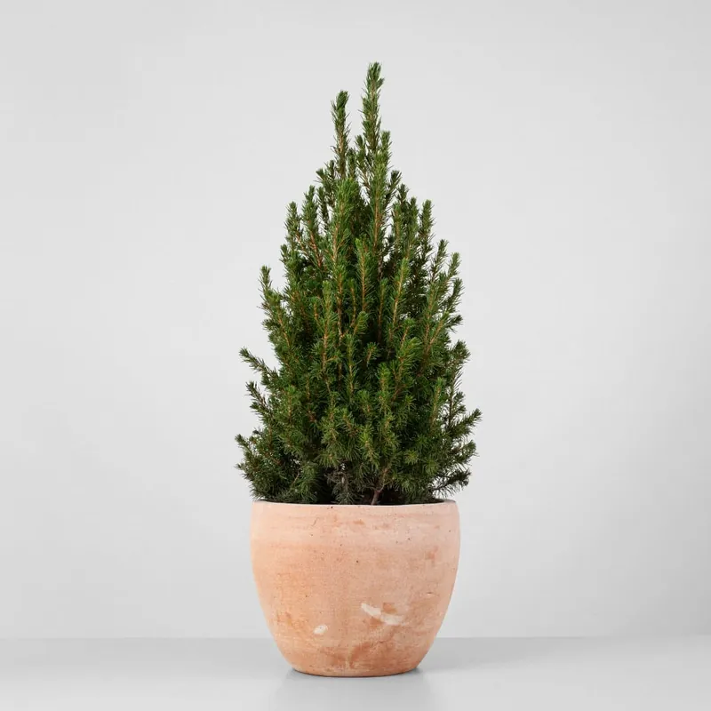 Mini Árbol de Navidad Picea Edición Limitada