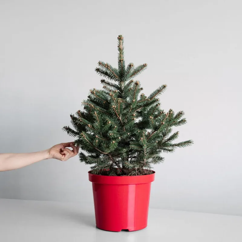 Árbol de Navidad Natural Blue Diamond Novedad