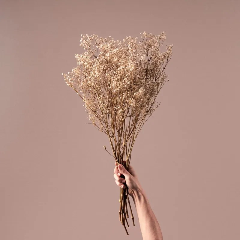 Ramillete Preservado de Paniculata Million Daisy natural Hecho A Mano