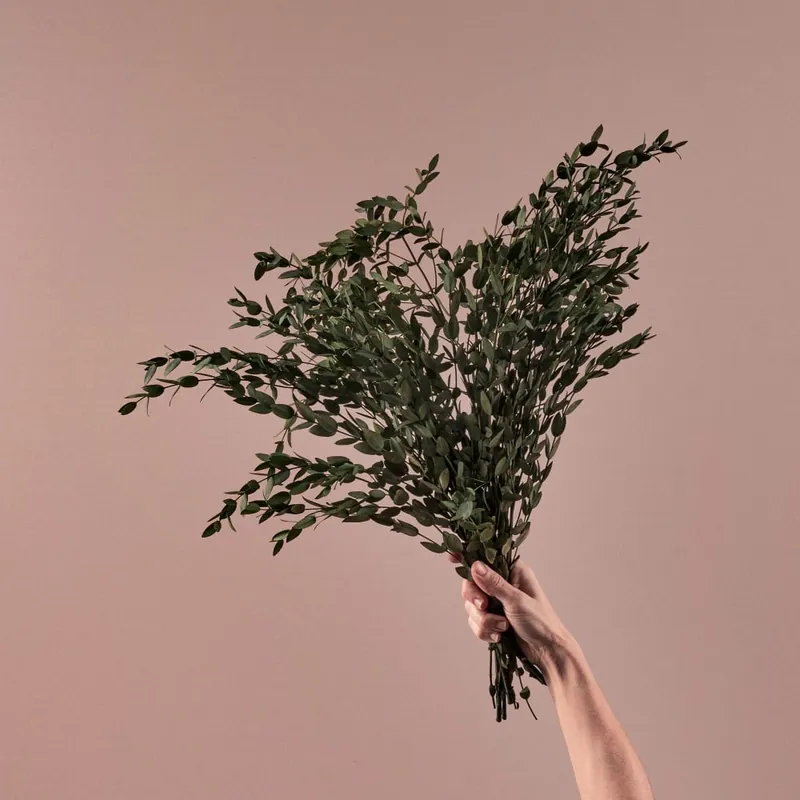 Precio Económico Ramillete Preservado de Eucalipto Parvifolia verde