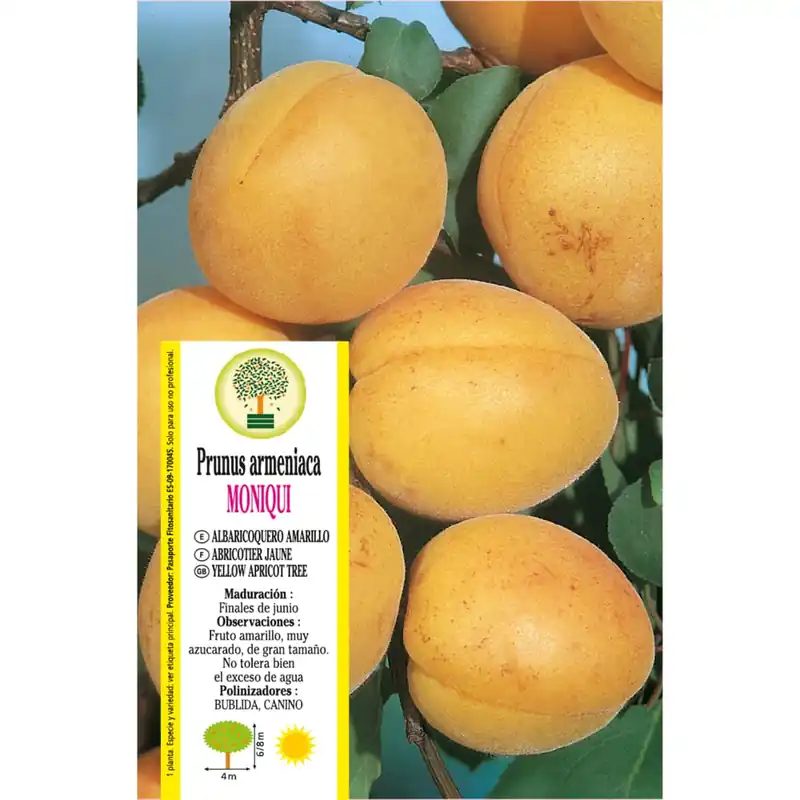 Albaricoquero 'Moniqui' (Prunus armeniaca) Alta Calidad