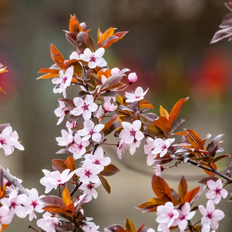 Edición Limitada Prunus cerasifera 'Pissardii'