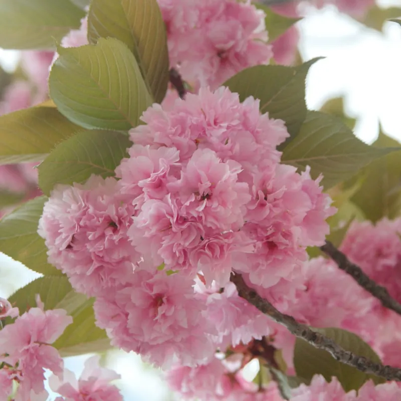 Prunus serrulata 'Kanzan' Garantía Incluida