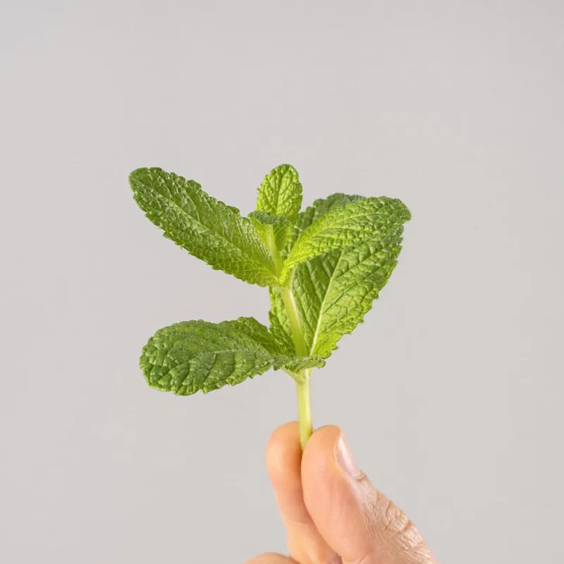 Hierbabuena (mentha spicata) - Planta aromática Ocasión Especial