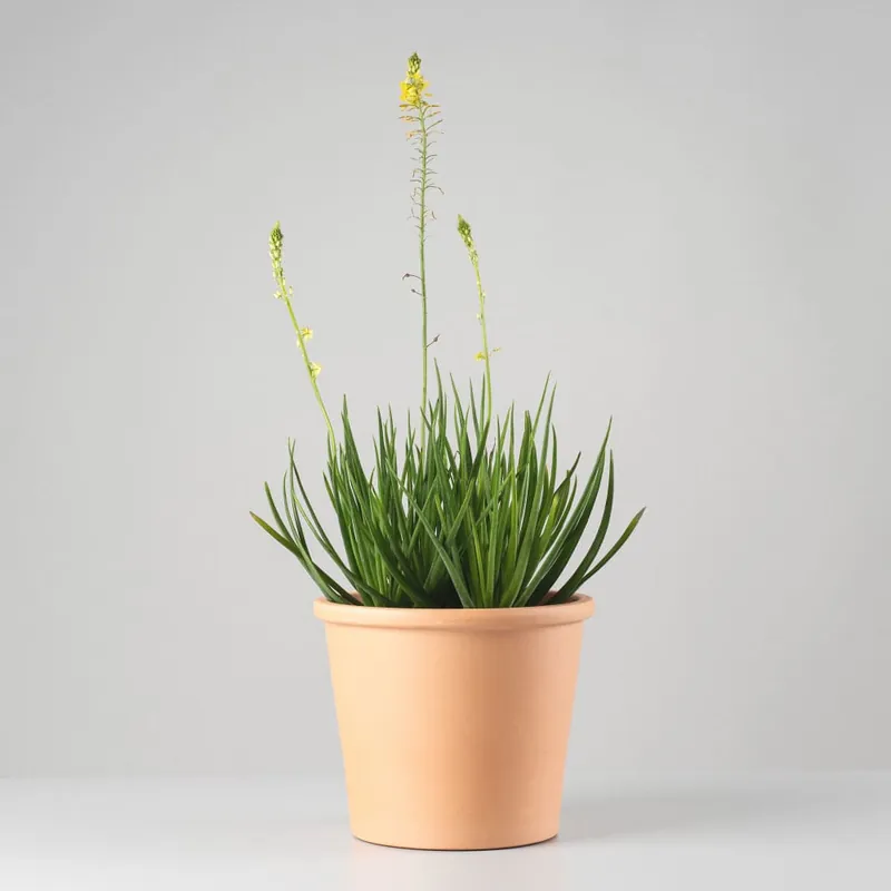 Solo Por Tiempo Limitado Bulbine frutescens