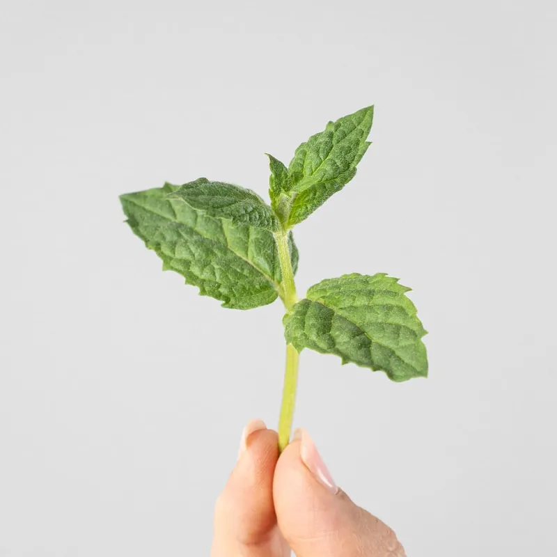Menta piperita - Planta aromática Oferta