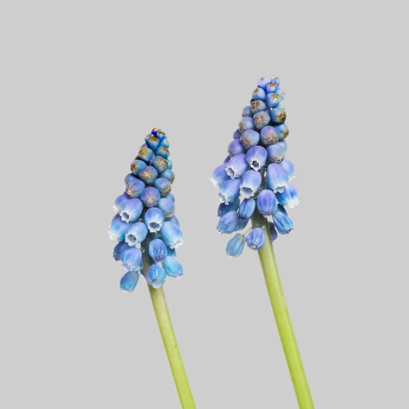 Nuevo Modelo Muscari armeniacum 'Diamond Collection'