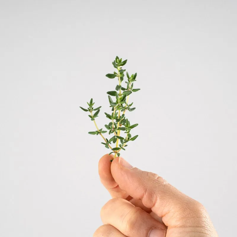 Liquidación Tomillo compacto (Thymus vulgaris 'Compactus') - Planta aromática