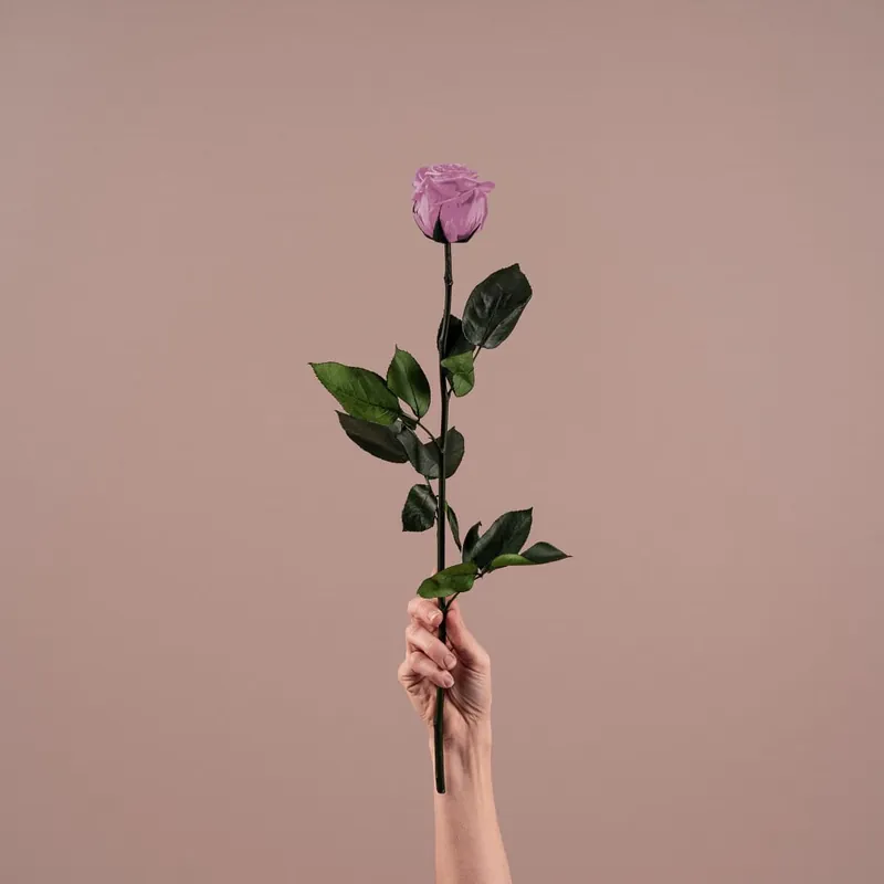 No Te Lo Pierdas Rosa Preservada Eterna Lila