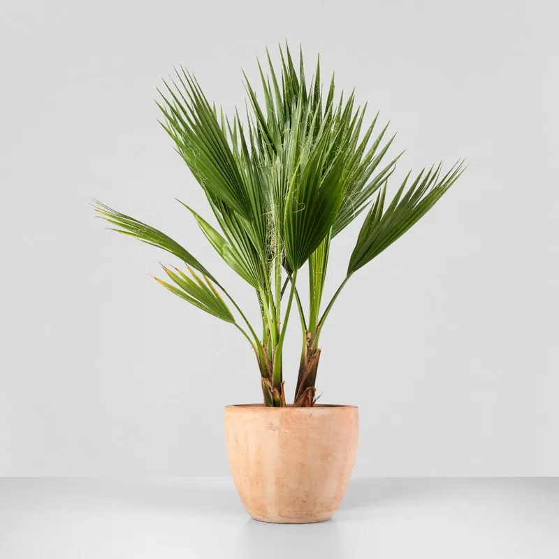 Pedido Al Por Mayor Washingtonia robusta