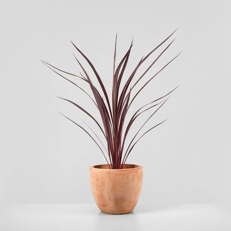 Cordyline banksii 'Electric Pink' Pedido Al Por Mayor