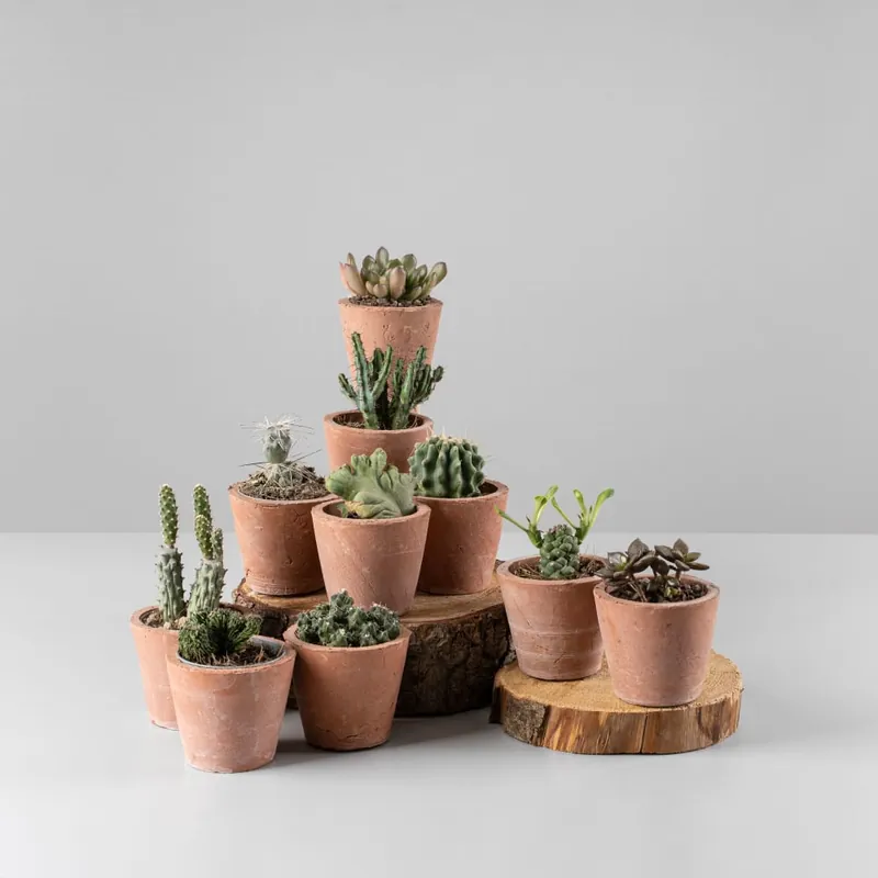 Popular Cactus de colección