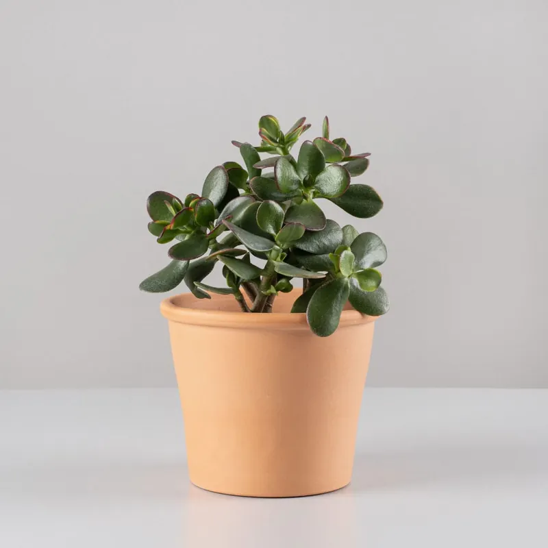 Crassula ovata 'Sunset' Última Versión