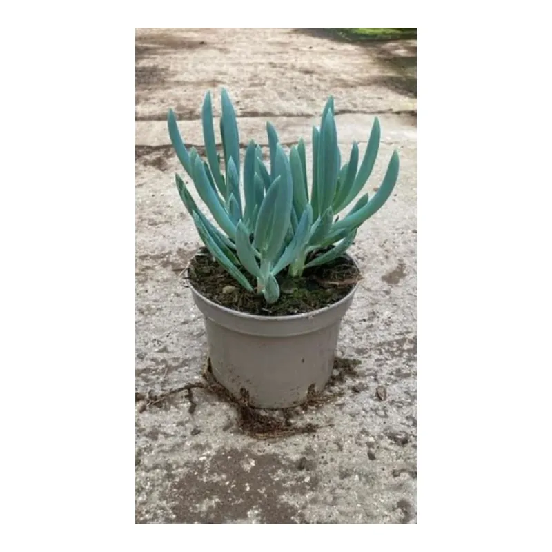 Oferta De Temporada Senecio Curio ficoides