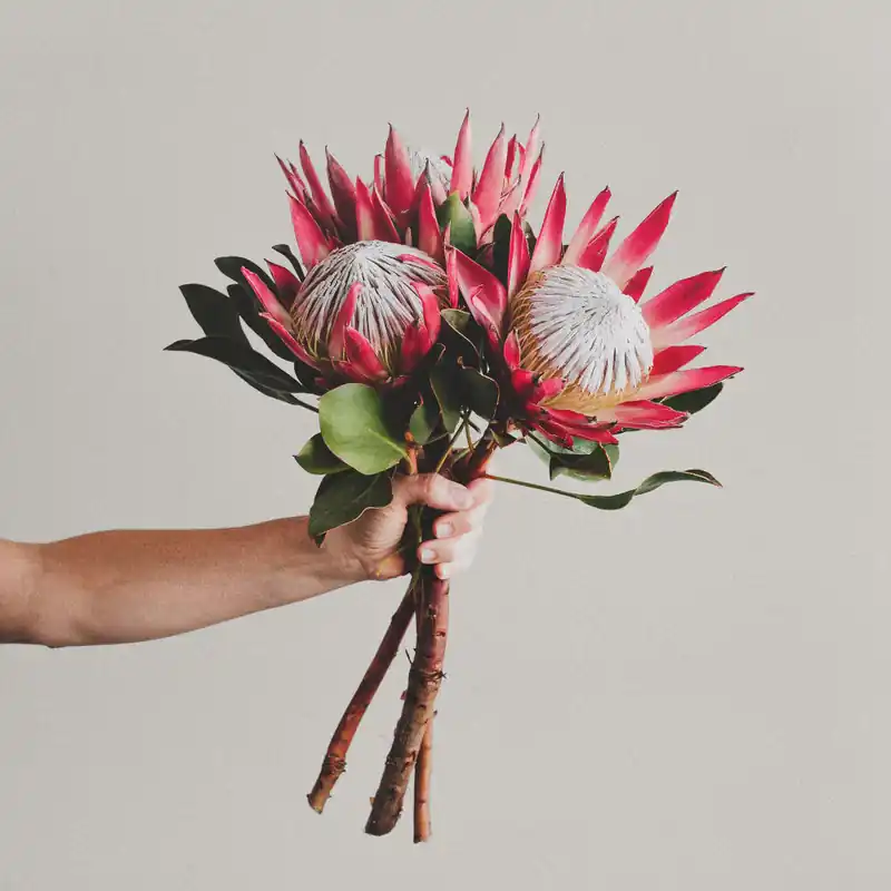 Promoción Exclusiva Ramillete de Proteas cynaroides (Protea Rey)