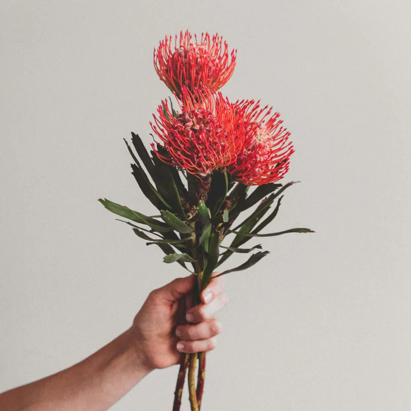 Ramillete de Proteas Nutan Solo Hoy