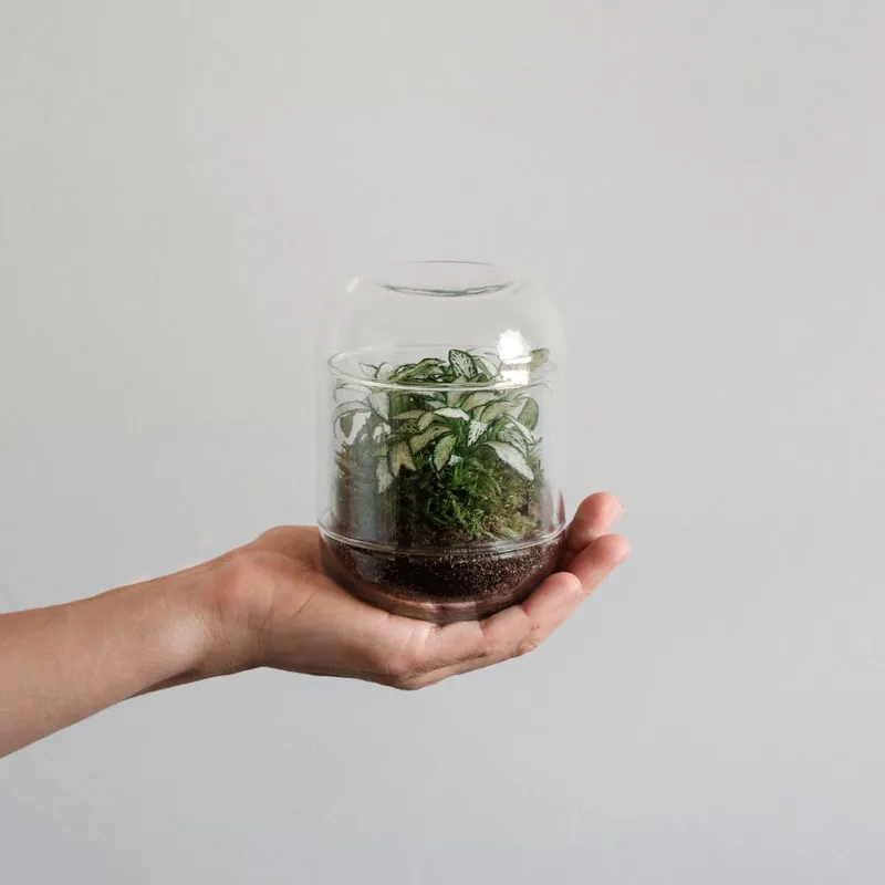 Terrario plantas Fittonia Oferta Flash