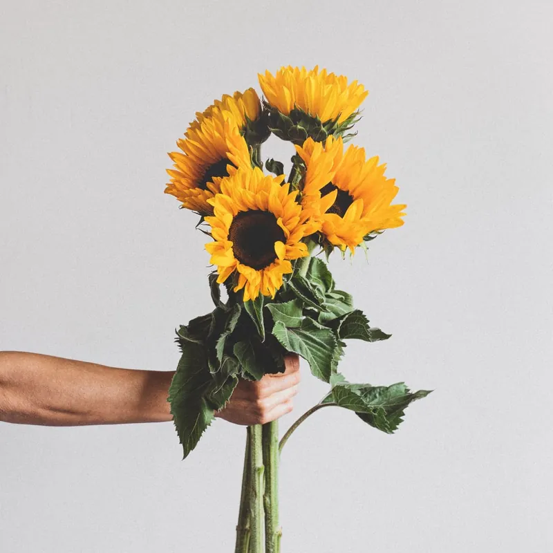 Ramillete de Girasoles No Te Lo Pierdas