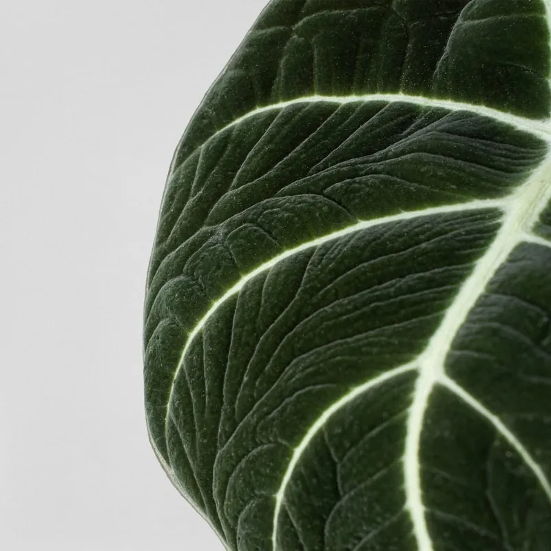 Alocasia 'Black Velvet' Precio De Oferta