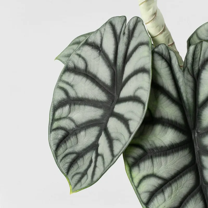 Popular Alocasia 'Silver Dragon'