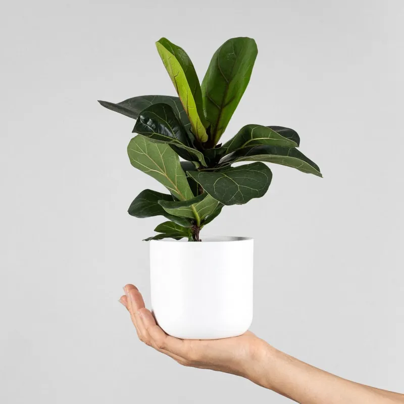 Lujoso Ficus lyrata 'Bambino'