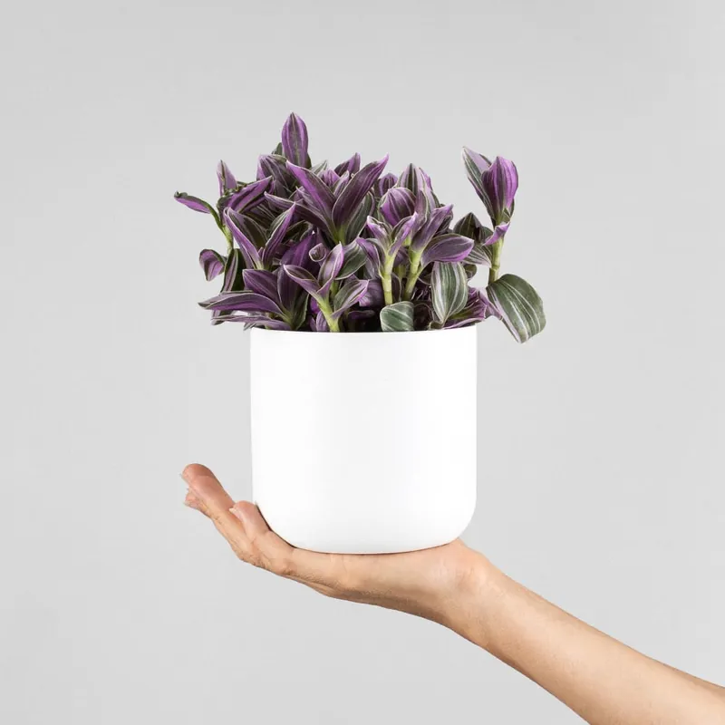 Tradescantia cerinthoides 'Sweetness' Comprar En Línea