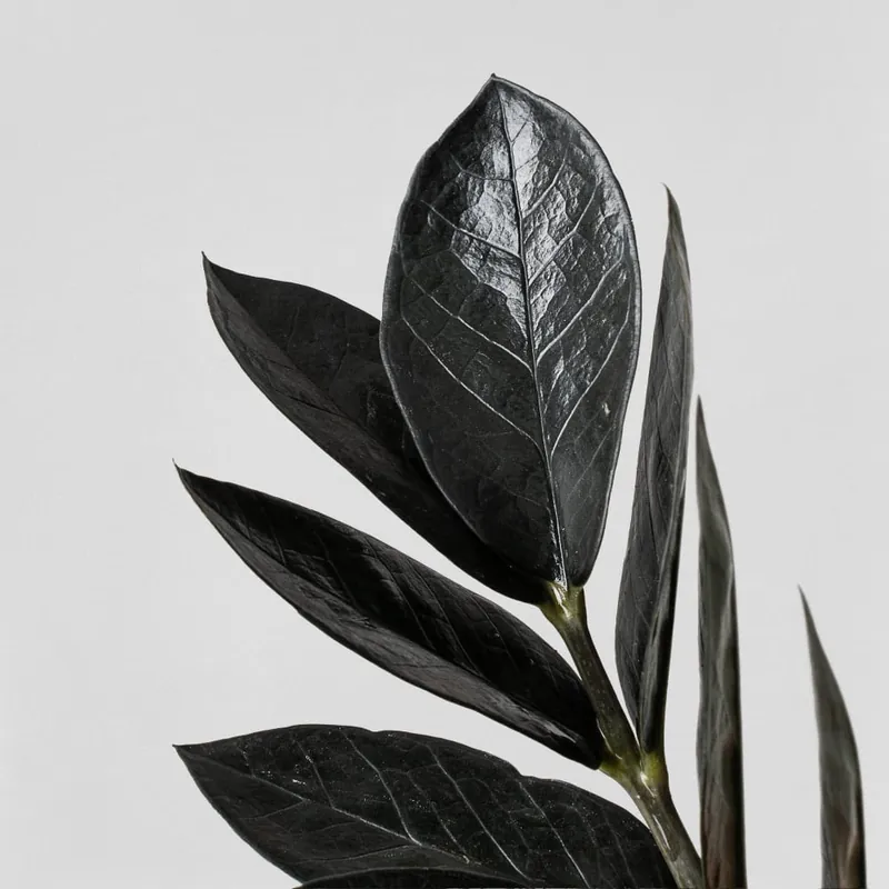 Mejor Calidad Zamioculcas zamiifolia Negra