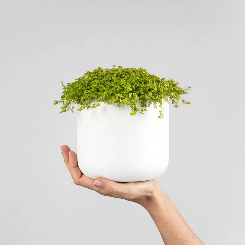 Soleirolia soleirolii (Helexine) Oferta De Temporada