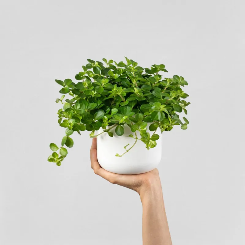 Peperomia prostrata 'Rondo Venetiano' No Te Lo Pierdas