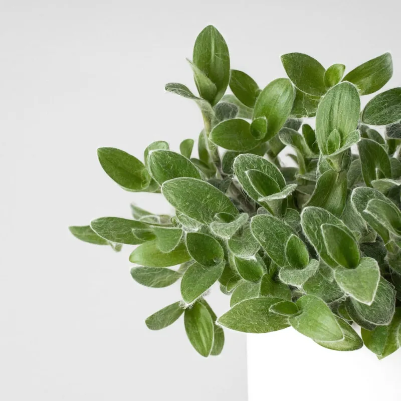 Marca Reconocida Tradescantia sillamontana