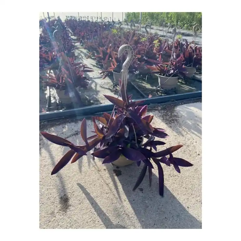 Oferta Especial Tradescantia pallida purpurea