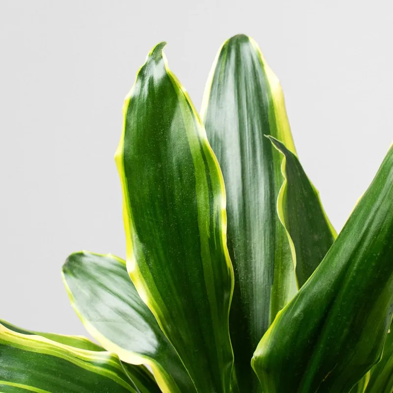 No Te Lo Pierdas Dracaena fragrans 'Golden Coast'