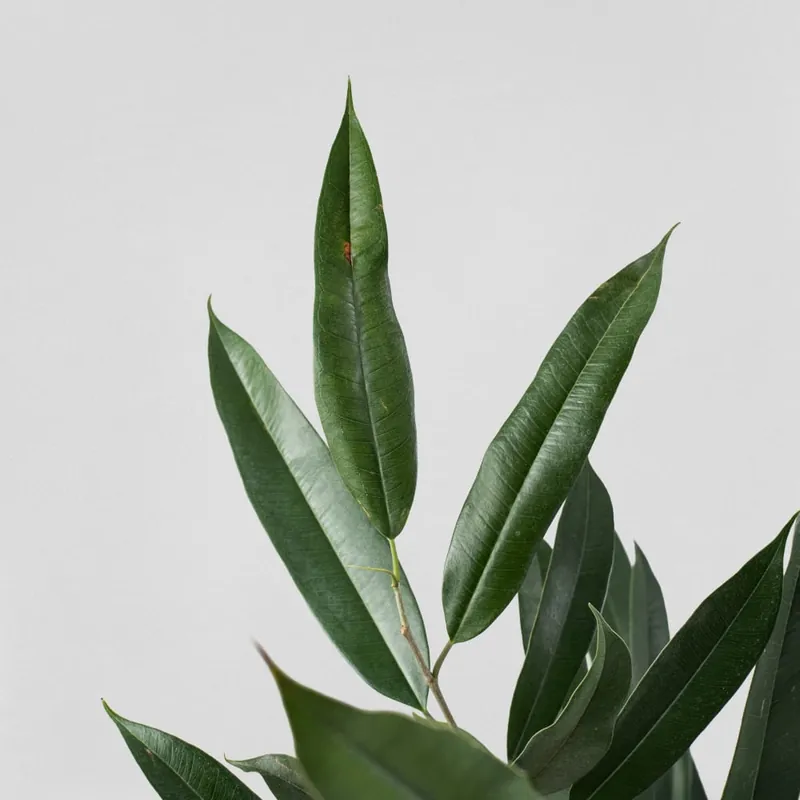 Ficus 'Amstel King' Compra Ahora