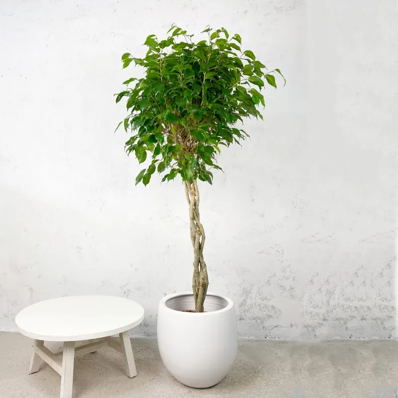 Favorito De Clientes Ficus benjamina 'Exotica'