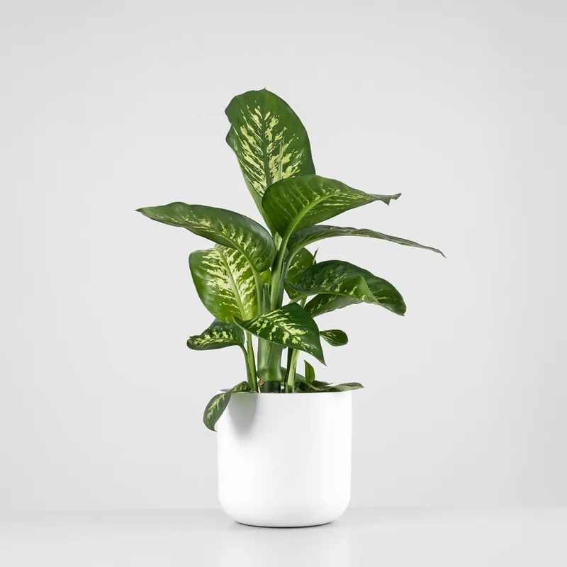 Profesional Dieffenbachia 'Tropic Lemon'
