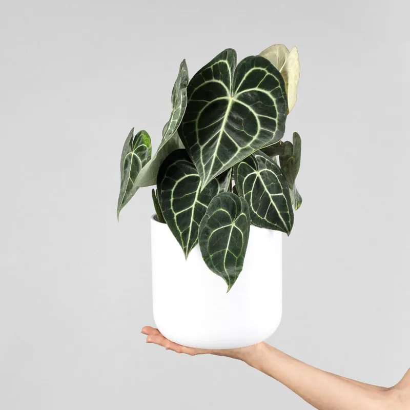Ordena Ya Anthurium clarinervium