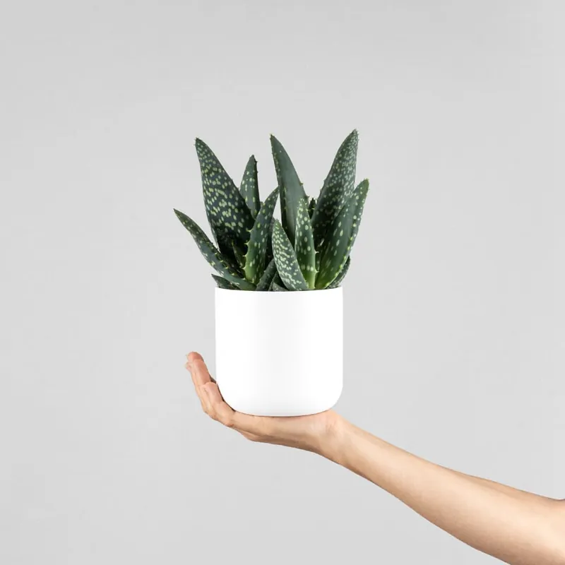 Artesanal Aloe 'Jurassic Dino'