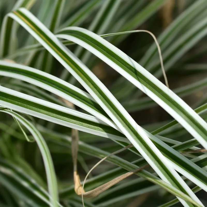 Gramínea Carex oshimensis 'Everest' Liquidación