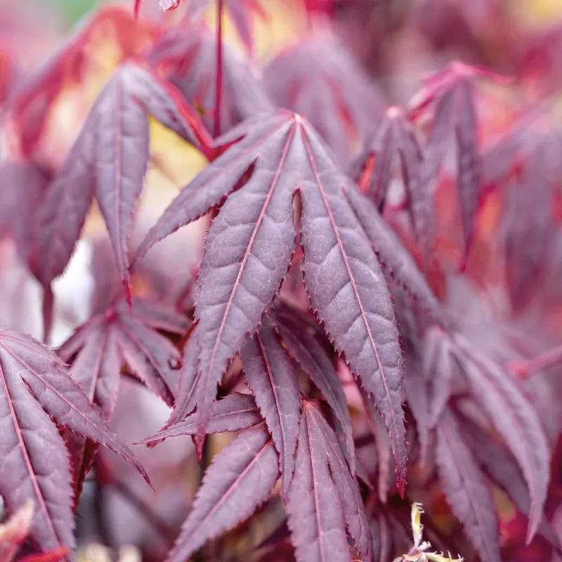 Acer palmatum 'Shaina' (Arce Japonés Enano 'Shaina') Máxima Calidad
