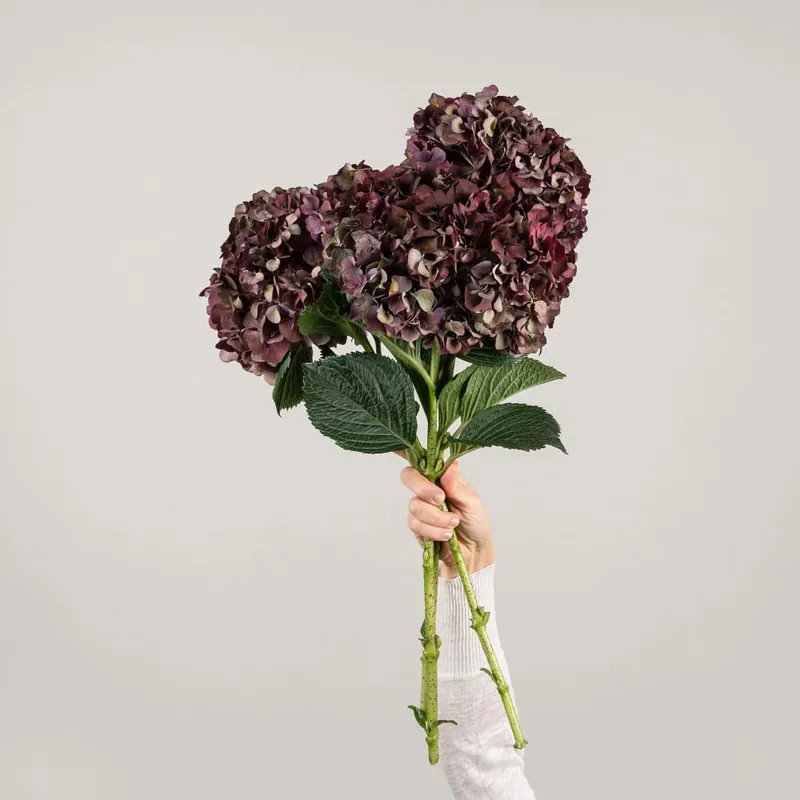 Ramillete natural de Hortensias Burdeos Máxima Calidad