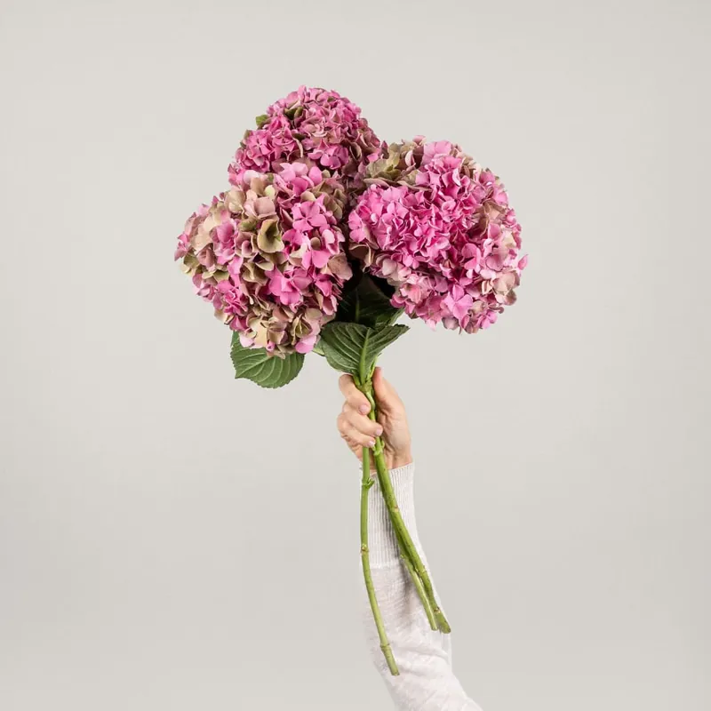 Lujoso Ramillete natural de Hortensias Rosas