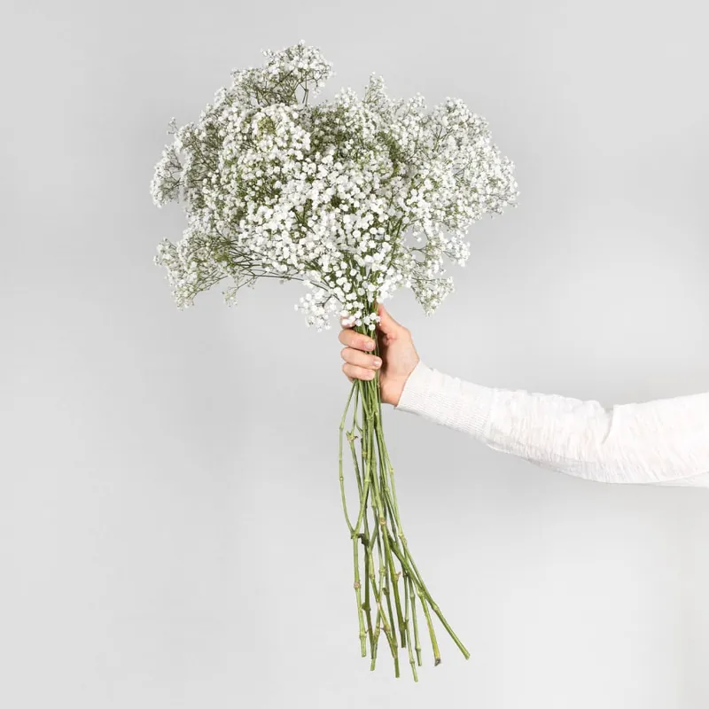 Gran Oferta Ramillete de Paniculata blanca