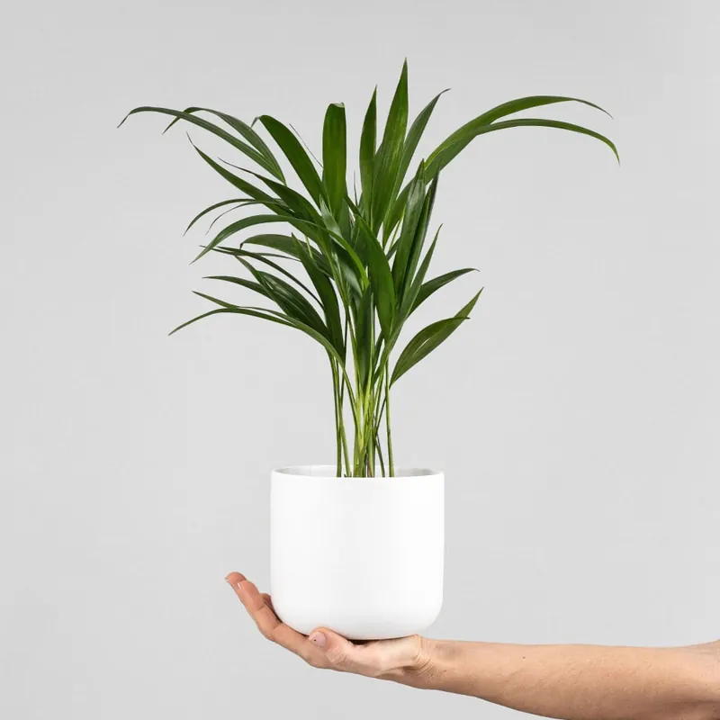 Liquidación Areca Mini